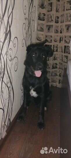 Собаки бесплатно в добрые руки