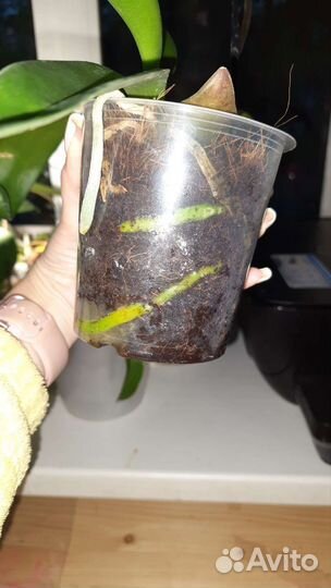 Орхидея биг лип