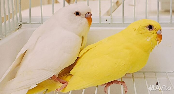 Попугай волнистый птенцы 1.5 мес