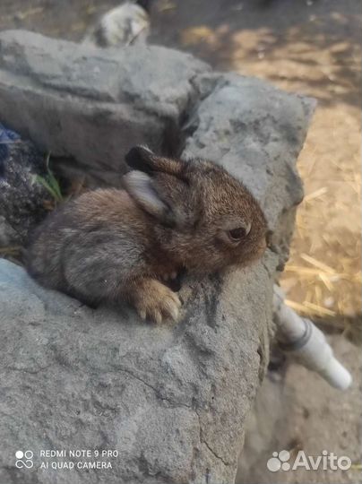 Крольчата маленькие
