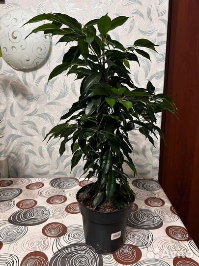 Фикус даниэль