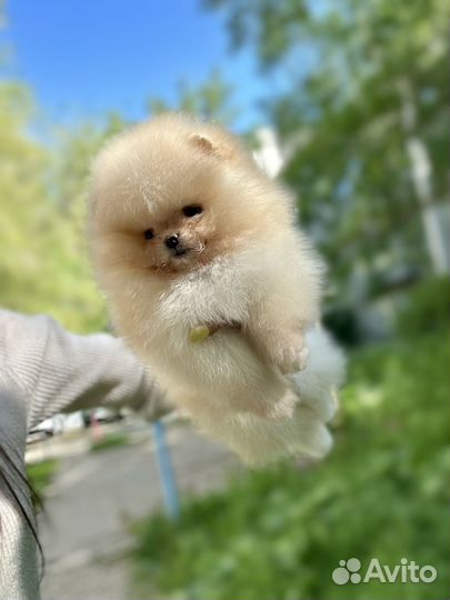 Померанский шпиц мини
