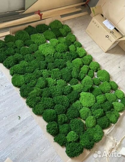 Свежий стабилизированный мох от производителя