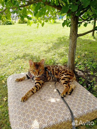 Бенгальский мачо