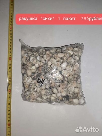 Ракушка в ассортименте