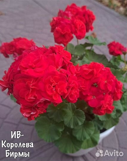 Коллекционные пеларгонии