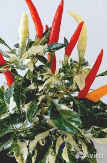 Острые перчики 