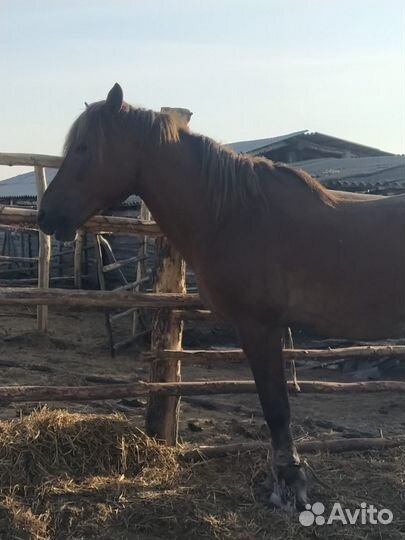 Жеребец на племя