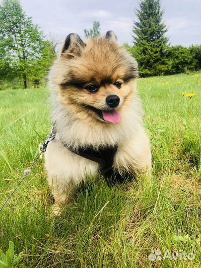 Вязка шпиц - мальчик