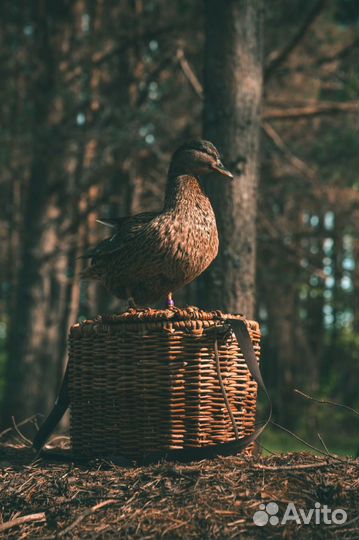 Подсадные утки