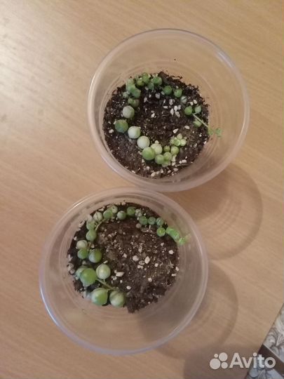 Крестовник Роули вариегатный