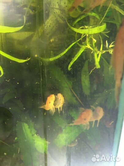 Сомики анциструсы super ред