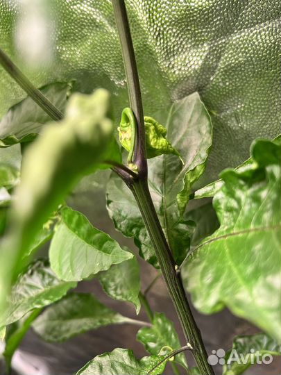 Перец каролина рипер