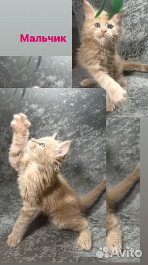 Котята мейн-кун