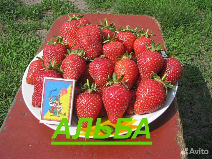 Рассада клубники клери альба