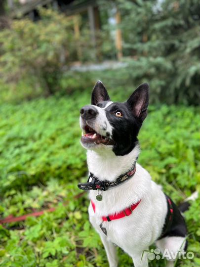 Собака в добрые руки