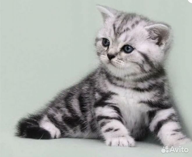 Шотландский котёнок