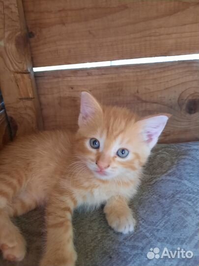 Отдам котят,мальчик и девочка кушают сами 1 месяц