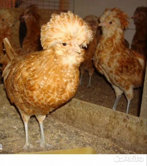 Цыплята Падуан