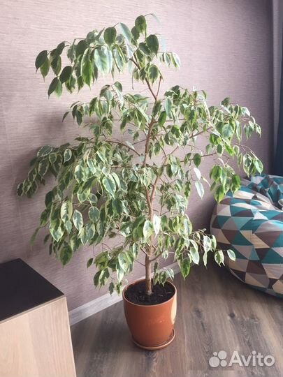 Фикус Бенджамина