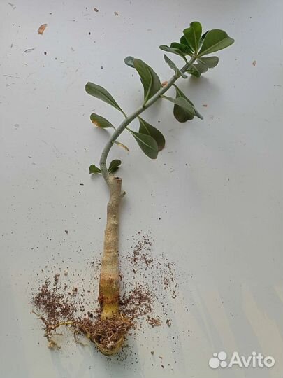 Адениум, Черенки адениума