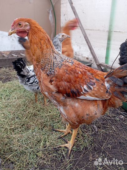 Молодые петушки