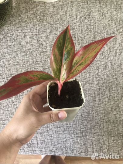 Аглаонема Крит