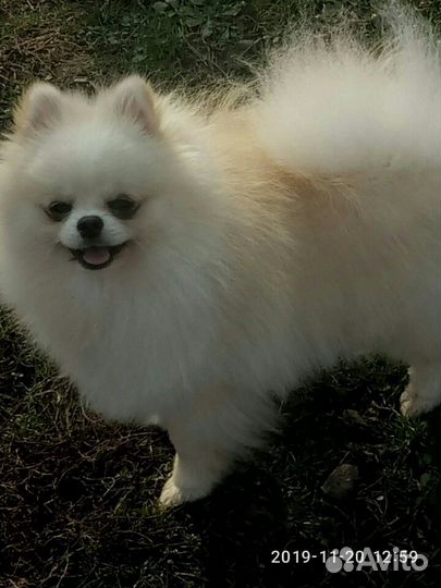 Приглашаю есть щенки