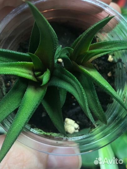 Хавортия извилистая суккулент