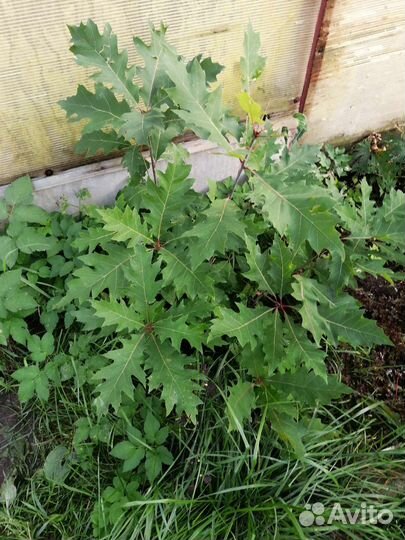 Саженцы дуба красного