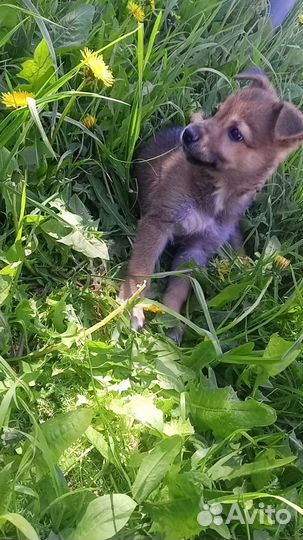 Собака в добрые руки щенок