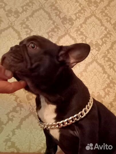 Предлагаются Цветные щенки Французики