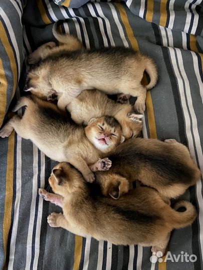 Абиссинские котята