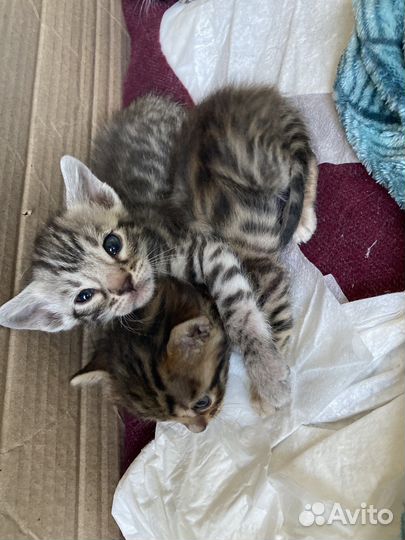 Бенгальсие котята