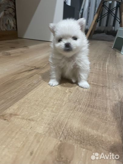 Щенки шпица