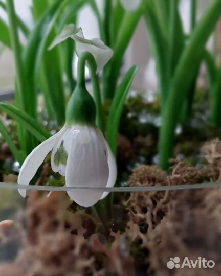 Подснежники из холодного фарфора