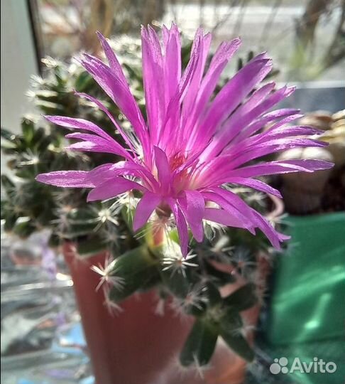 Триходиадема, редкое суккулентное растение