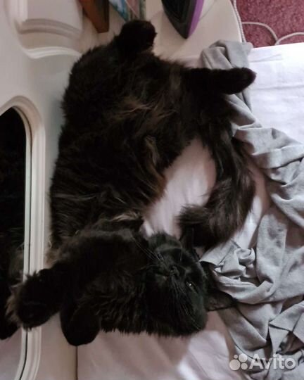 Кот мейн-кун вязка