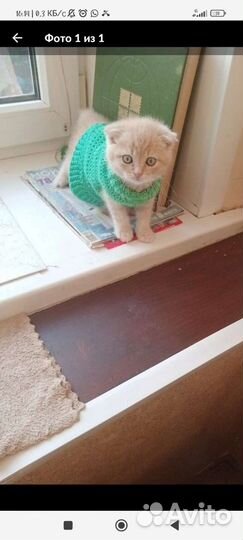 Одежда для животных ручная работа