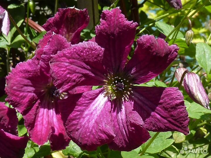 Клематис крупноцветковый Рубра