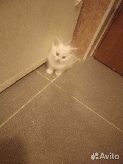 Британские котята