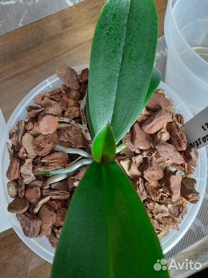 Фаленопсис Leco Fantastic 'Ll045-2'