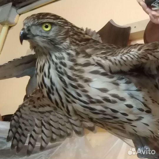 Таксидермия