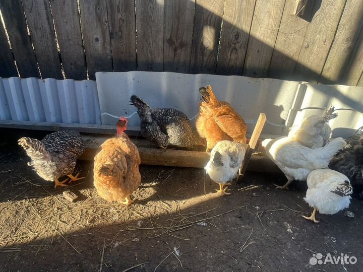 Куры джерсийский гигант