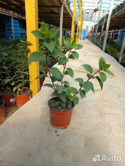 Гортензия метельчатая