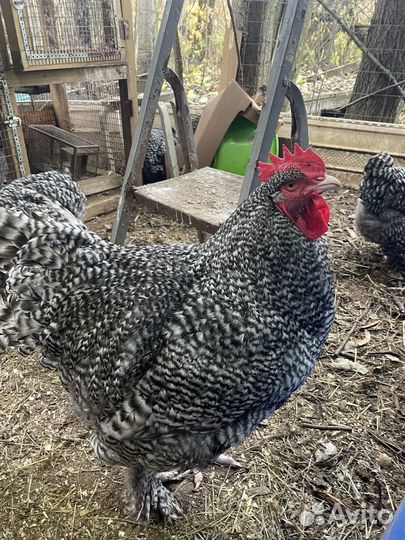 Инкубационное яйцо породной птицы