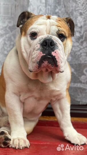 Английский бульдог вязка