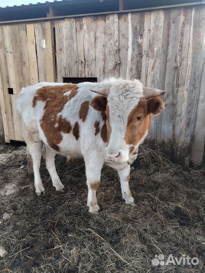 Бык симментал