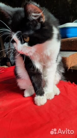 Очень ласковый мальчик