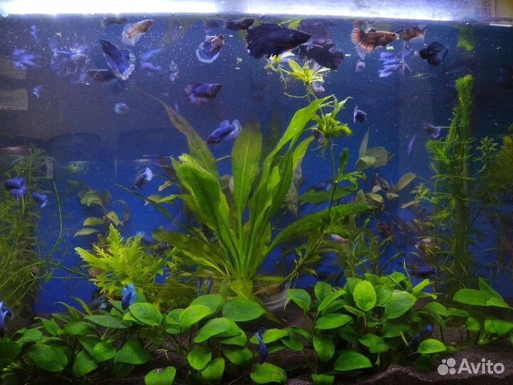 Аквариумные рыбки,улитки,креветки,растения,корм